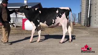 Holstein Ontario Judging Competition  Cherry Crest Holsteins [upl. by Luht773]