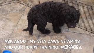 Labradoodle Puppy Baron SD 480p [upl. by Aamsa]