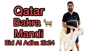 Qatar Bakra Mandi  Eid Al Adha 2024 bakramandi [upl. by Muffin293]