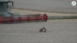 Sommergerste Ernte mit Liebesakt Claas Lexion Valtra John Deere Fendt  Multi Agrar Claußnitz [upl. by Airotnes]