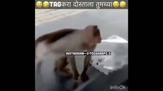 TOO SHARP DUBS ANIMALS DUBING VIDEOS  FUNNY MARATHI DUBING [upl. by Laon]