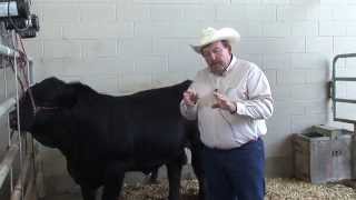 Joe Paschal  Cattle Reproduction  Age of Puberty in Breeds of Cattle [upl. by Ribaudo567]