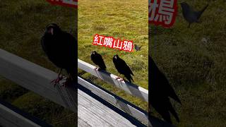 洛絨牛場紅嘴山鴉。四川 稻城亞丁 shorts funny fyp youtubeshorts vlog birds 流量 viralvideo 求火 ytshorts [upl. by Ayidan126]