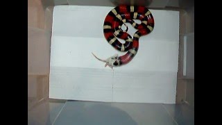 Milk snake devouring a Mouse [upl. by Notfilc]