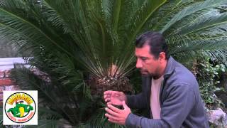 How to Trim a Sago Palm  Cycas Revoluta [upl. by Ainafets538]