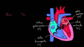 Comprendre la Systole et diastole [upl. by Relluf]