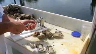 Oyster Kracker Oyster Shucker and Clam Opener [upl. by Revert]