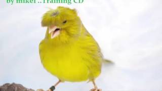 CANARY SINGING GLOSTER  Serinus canaria Traing CD [upl. by Rivers]