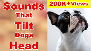 Sounds that makes dogs tilt their heads  sounds that dogs love [upl. by Fine241]