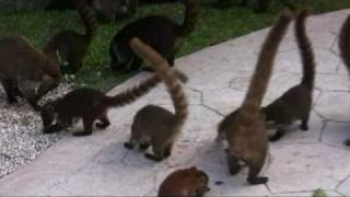 Coatimundi Feeding in Mexico [upl. by Yhtommit739]