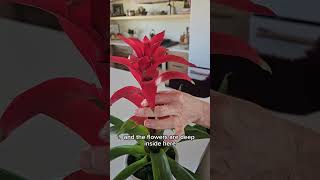 The Key To Making Bromeliad Flowers Last Longer bromeliads [upl. by Atiniv411]