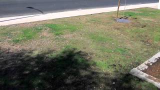 How To Plant Bermuda Grass 2 Weeks after planting [upl. by Cohbath]