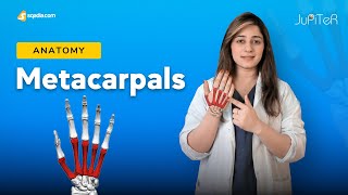 Metacarpals  Bones Anatomy of the Hand  Phalanges Carpals Metacarpals [upl. by Suanne972]