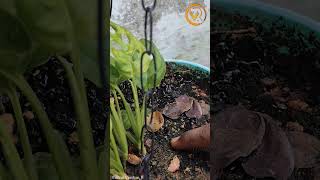 The Gardening Guide Series  EPISODE 02  Reason For Plant Not Growing youtube youtubeshorts [upl. by Yager909]