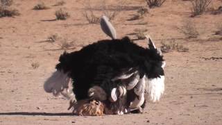 Ostrich Mating [upl. by Inan224]