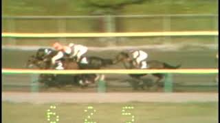 1981 Longacres Mile [upl. by Tilagram]