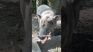 Les Cornes Des Animaux Peuvent Tuer Leur Porteur 🤘🐑 shorts [upl. by Ellak231]