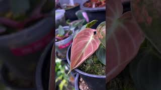 Melano crisum pink varigata plants gardengreennaturehousplantsVarigata philodendron [upl. by Nador197]