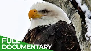 Eagles The Kings of the Sky  Free Documentary Nature [upl. by Malina]