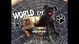 The world of Brussels griffon  El mundo del Griffon de Bruselas [upl. by Rugen]