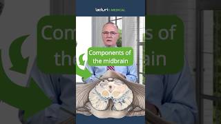 How Does the Midbrain Control Movement and Vision 🧠🔍 [upl. by Plunkett]