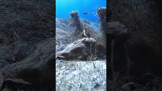 It’s a Batfish adventure explore underwater gopro fish oddlysatisfying weird [upl. by Barber339]