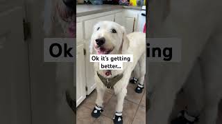 These boots were made for walking🐶🥾dog cute boots amazing funny [upl. by Ambler]