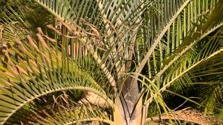 PALMERA TRIANGULAR Dypsis decaryi wwwriomoroscom [upl. by Normi]