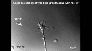 PrP induces neurite growth and cone growth turning [upl. by Anelahs76]