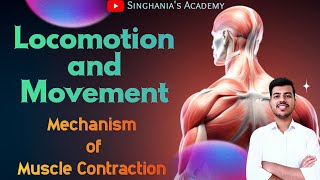 Locomotion and Movement Class 11 biology Mechanism of muscle contraction  Neet Biology Ncert [upl. by Aneis]