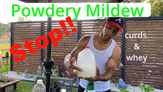 Stop powdery mildew with WHEY garden gardening [upl. by Hailed855]