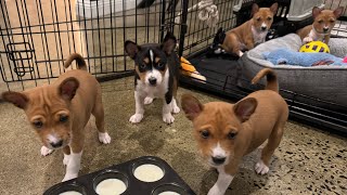 Weaning Our 5WeekOld Basenji Puppies First Solid Food Experience 🐾🐕 [upl. by Prasad]