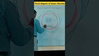 Floral diagram of kaner thevetia [upl. by Inerney]