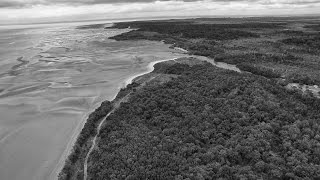 Akanda National Park GABON near Libreville [upl. by Seessel]