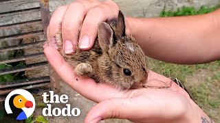 Family Of Tiny Bunnies Rescued From Storm Grate  The Dodo [upl. by Lustick]