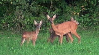 La biche et ses faonsDeer and fawns [upl. by Namyac]