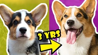 CORGI PUPPY Vs ADULT DOG COMPARISON Year 3  Life After College Ep 536 [upl. by Anyar]