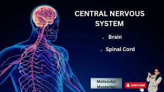 CENTRAL NERVOUS SYSTEM  BRAIN amp SPINAL CORD  PARTS OF BRAIN [upl. by Mahmoud455]