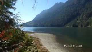 Salmon Spawning Narrows Inlet Sechelt Sunshine Coast BC [upl. by Evey]