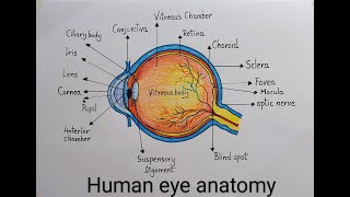 How to draw Human Eye diagram drawing step by step l Drawing of labeled diagram of Human Eye easily [upl. by Gerger279]