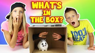 Whats in the Box Challenge [upl. by Sylirama640]