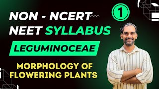 Non NCERT Syllabus  Leguminoceae  Morphology of Flowering Plants [upl. by Ahsemo163]