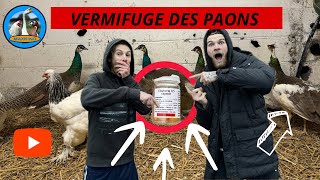 COMMENT VERMIFUGER VOS PAONS [upl. by Solokin598]