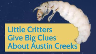 Little Critters Give Big Clues about Austin Creeks [upl. by Mcfadden]