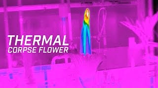 Blooming Corpse Flower in FLIR Thermal [upl. by Enomis515]