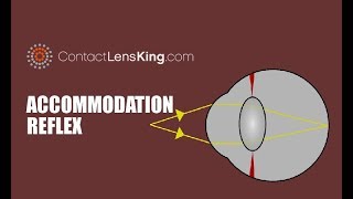 Accommodation Reflex  How the lens of the Eye Focuses [upl. by Ahsitak]