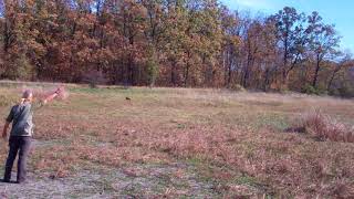 Wirehaired Vizsla Zoldmali Zala doing a blind retrieval with rabbit [upl. by Ode45]