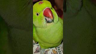 parrottalking parrotlover birds funny ytshorts viralvideo talkingparrot funny [upl. by Icaj]