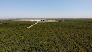 California drought squeezes thirsty almond farms [upl. by Ecirtra182]