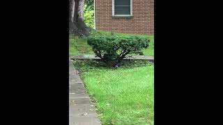 Blue Jay under a bush shortsvideo nature birds blue Jay 93024 [upl. by Bruner]